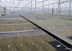 In een zestal afdelingen wordt voor een breed pallet klanten een dito breed assortiment planten vermeerderd.